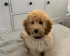 Miniature Poodle