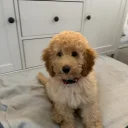 Miniature Poodle