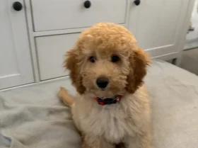 Miniature Poodle