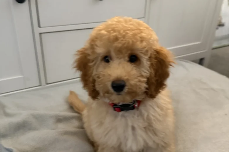 Miniature Poodle