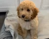 Miniature Poodle
