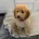 Miniature Poodle