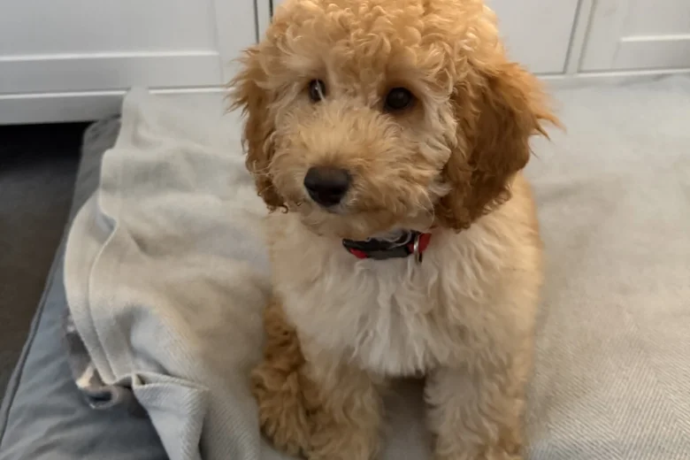 Miniature Poodle