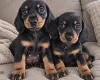 Dachshund (Miniature Smooth Haired)