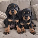 Dachshund (Miniature Smooth Haired)