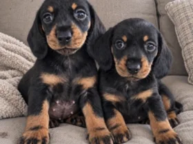Dachshund (Miniature Smooth Haired)