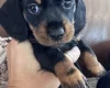 Dachshund (Miniature Smooth Haired)