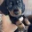 Dachshund (Miniature Smooth Haired)