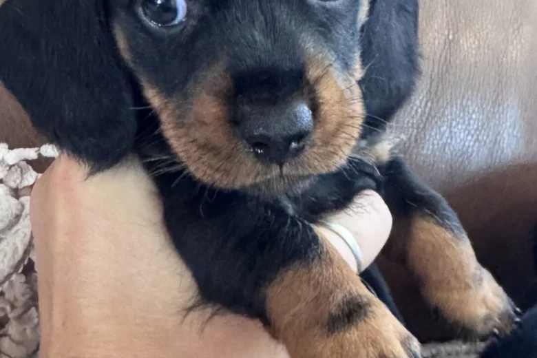 Dachshund (Miniature Smooth Haired)