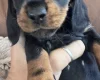 Dachshund (Miniature Smooth Haired)