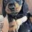 Dachshund (Miniature Smooth Haired)