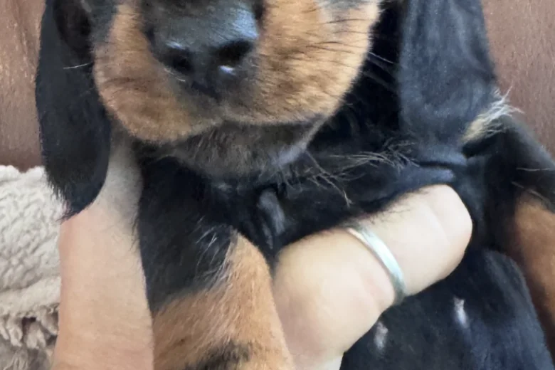 Dachshund (Miniature Smooth Haired)