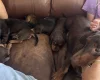 Dachshund (Miniature Smooth Haired)