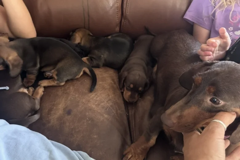 Dachshund (Miniature Smooth Haired)