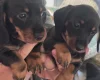 Dachshund (Miniature Smooth Haired)