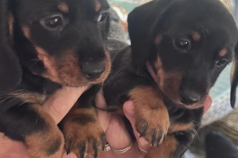 Dachshund (Miniature Smooth Haired)