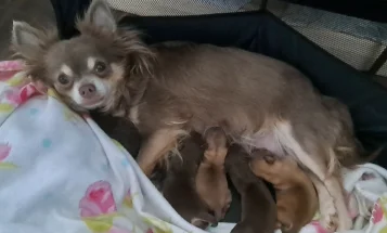 Chihuahua