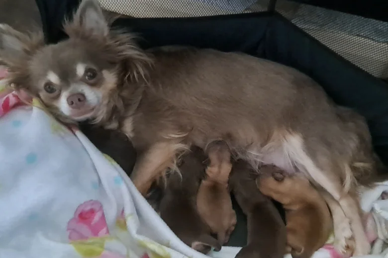 Chihuahua