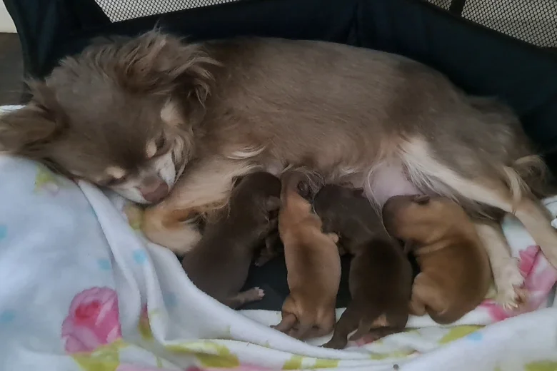 Chihuahua