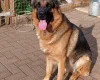 German Shepherd (Alsatian)