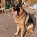 German Shepherd (Alsatian)