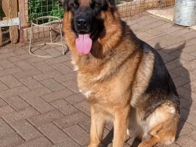 German Shepherd (Alsatian)