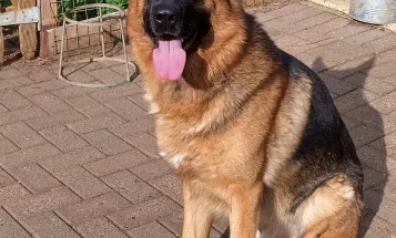 German Shepherd (Alsatian)