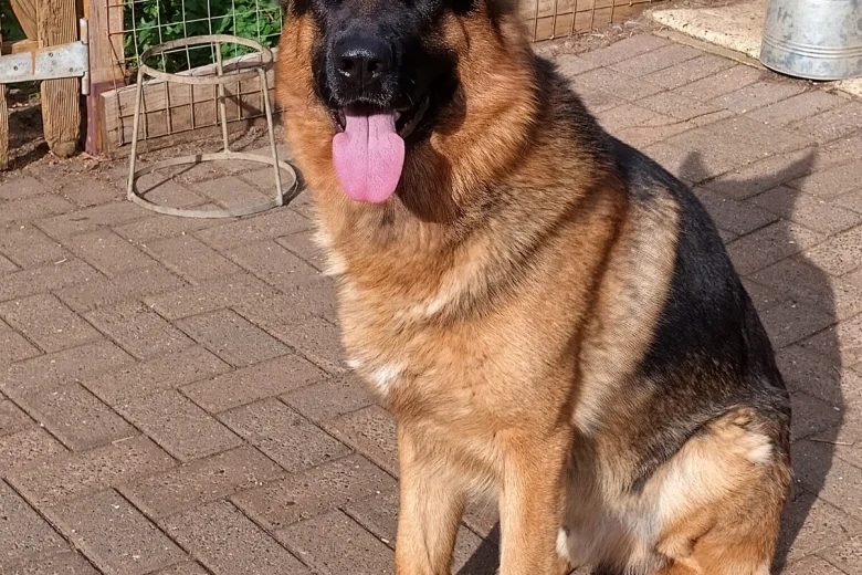 German Shepherd (Alsatian)