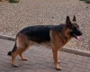 German Shepherd (Alsatian)