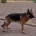 German Shepherd (Alsatian)