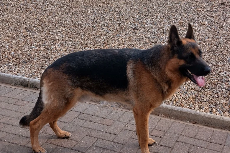 German Shepherd (Alsatian)