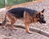 German Shepherd (Alsatian)