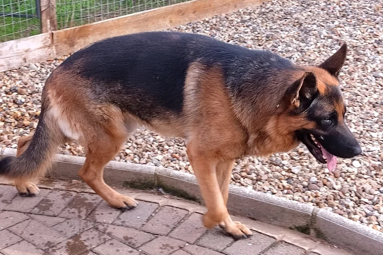 German Shepherd (Alsatian)