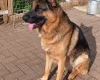 German Shepherd (Alsatian)