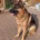 German Shepherd (Alsatian)