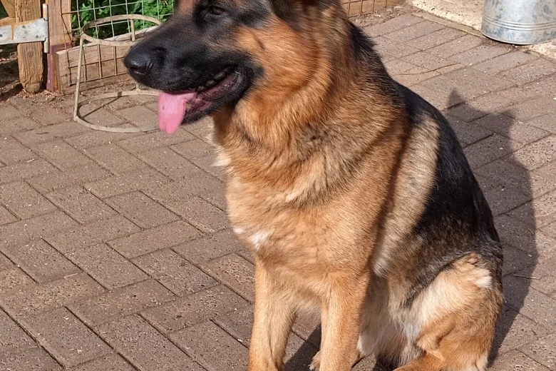 German Shepherd (Alsatian)