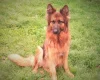 German Shepherd (Alsatian)