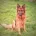 German Shepherd (Alsatian)