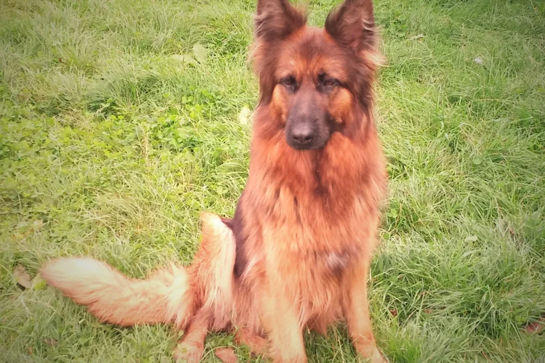 German Shepherd (Alsatian)
