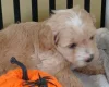 Maltipoo