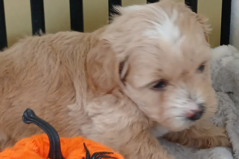 Maltipoo