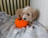 Maltipoo