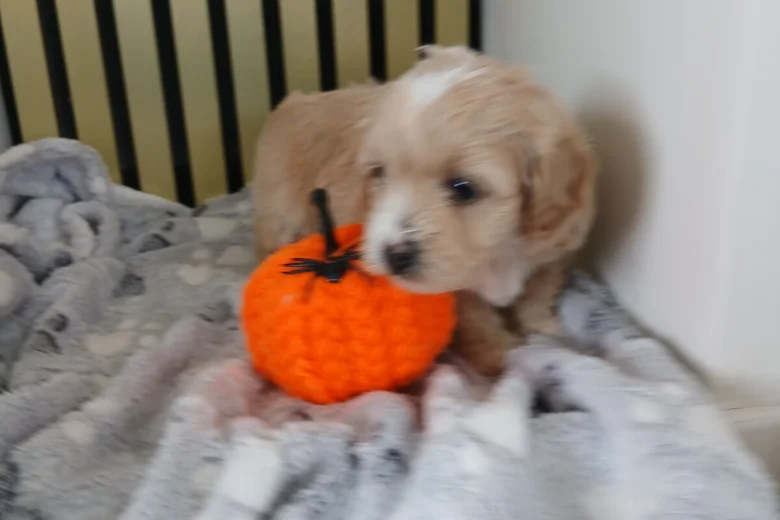 Maltipoo