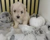 Maltipoo