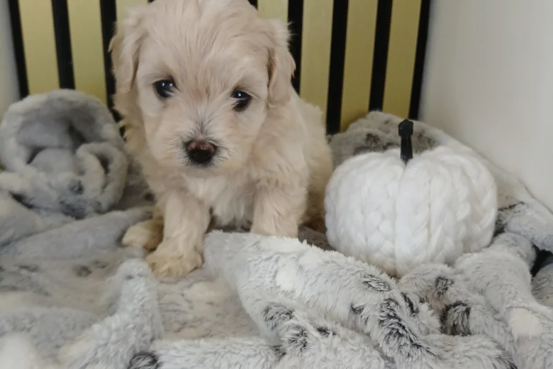 Maltipoo