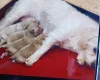 Maltipoo