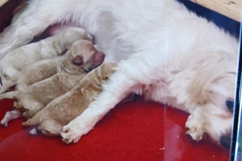 Maltipoo