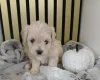 Maltipoo