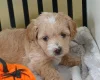 Maltipoo