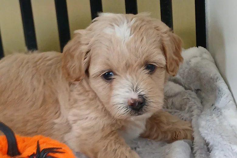 Maltipoo